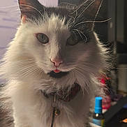 Lucky joined the competition — help win amazing prizes! cat, fluffy, indoor, pet, collar, key, tongue_out, fur, white, black, animal, cute, face, whiskers, ears, domestic, mischievous, closeup, standing, background_blur