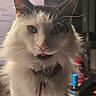 cat, fluffy, indoor, pet, collar, key, tongue_out, fur, white, black, animal, cute, face, whiskers, ears, domestic, mischievous, closeup, standing, background_blur