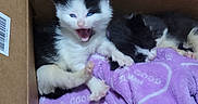 Lucky is registered to the contest to win money with this photo: kitten, cat, cardboard_box, blanket, sleeping, yawning, animal, pet, feline, cozy, indoor, wooden_floor, cute, fur, small, resting, purple_blanket, three_animals, domestic_cat, baby_cat