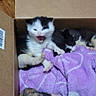 kitten, cat, cardboard_box, blanket, sleeping, yawning, animal, pet, feline, cozy, indoor, wooden_floor, cute, fur, small, resting, purple_blanket, three_animals, domestic_cat, baby_cat