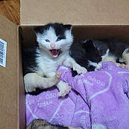 kitten, cat, cardboard_box, blanket, sleeping, yawning, animal, pet, feline, cozy, indoor, wooden_floor, cute, fur, small, resting, purple_blanket, three_animals, domestic_cat, baby_cat
