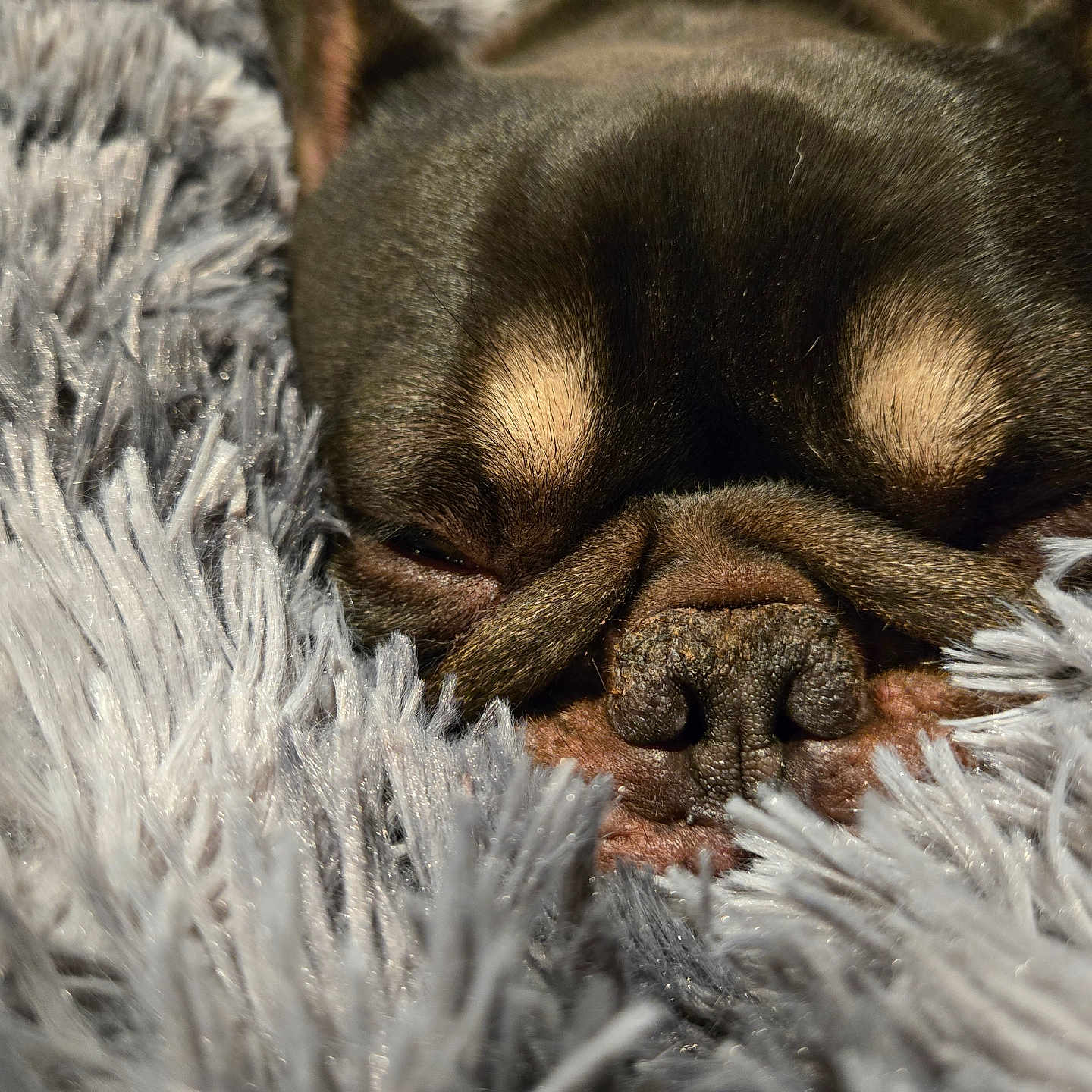 Cinco Tyrone joined the competition — help win amazing prizes! animal, blanket, brown, close_up, comfort, cozy, cute, dog, face, fur, indoor, napping, pet, relaxation, resting, sleepy, snout, soft_texture, warm, wrinkles