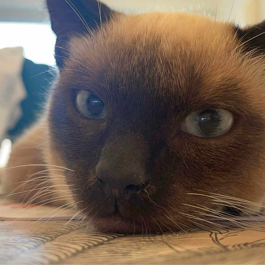 Uno a rejoint le concours — aidez-le/la à gagner de superbes lots ! animal, background_blur, blue_eyes, cat, close_up, curious, domestic_cat, ears, face, fur, indoor, lying_down, muzzle, nose, patterned_surface, pet, siamese_cat, soft_light, table, whiskers