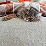 Yao participe au concours pour gagner de l'argent avec cette photo : animal, beige, blanket, cat, couch, cozy, feline, fur, home, indoor, living_room, orange, paw, pet, plaid, relaxed, resting, sleepy, tabby_cat, whiskers