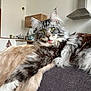 cat, maine_coon, fluffy, tongue_out, indoor, blanket, couch, furniture, living_room, pet, animal, domestic_cat, relaxed, playful, fur, whiskers, green_eyes, kitchen, household, cozy