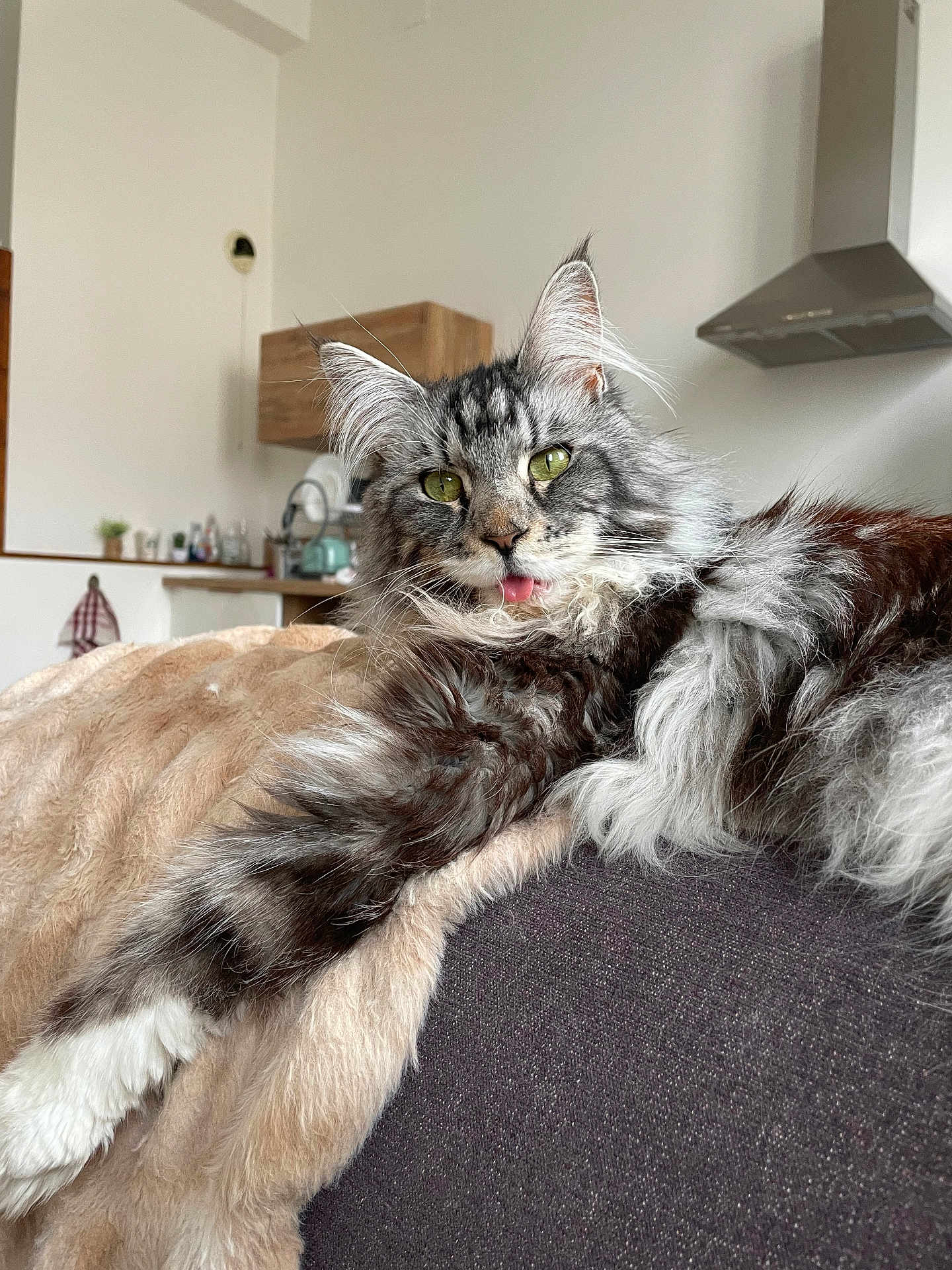 Vanille participe au concours pour gagner de l'argent avec cette photo : cat, maine_coon, fluffy, tongue_out, indoor, blanket, couch, furniture, living_room, pet, animal, domestic_cat, relaxed, playful, fur, whiskers, green_eyes, kitchen, household, cozy
