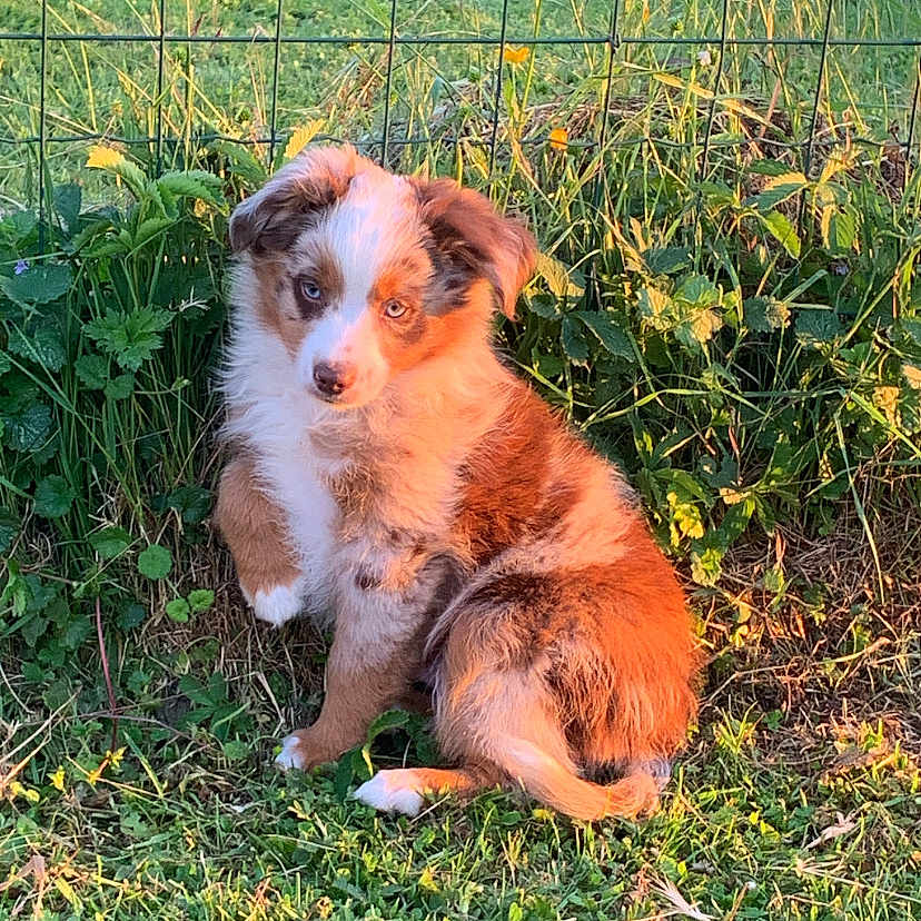 Aiko participe au concours pour gagner de l'argent avec cette photo : animal, backyard, ball, canine, dog, field, grass, grassland, green, herbal, herbs, nature, outdoors, pet, plant, puppy, sport, tennis, tennisball, yard