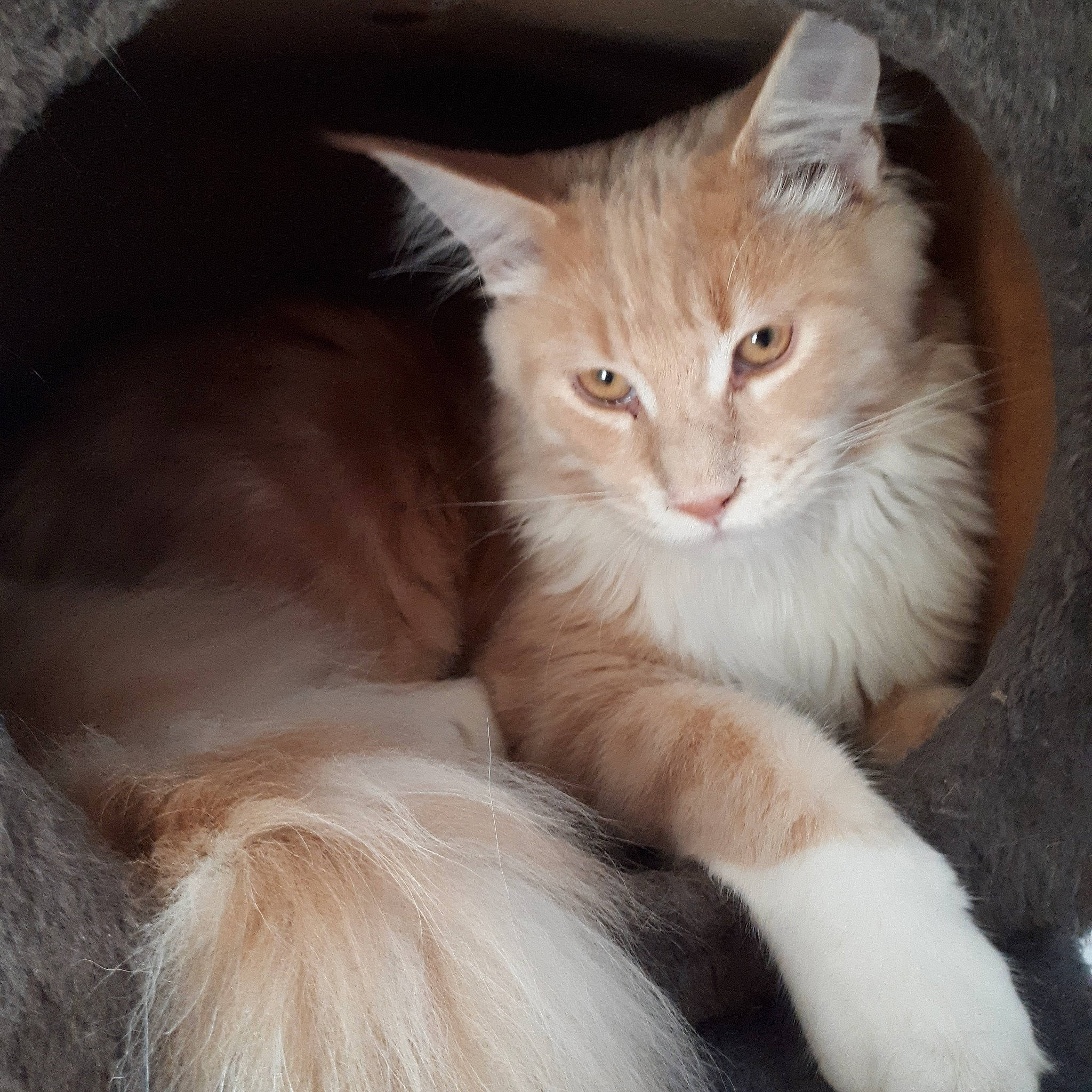 Rocky a rejoint le concours — aidez-le/la à gagner de superbes lots ! asian_semi_longhair, british_semi_longhair, carnivore, cat, cymric, domestic_long_haired_cat, fawn, felidae, fur, maine_coon, mammal, norwegian_forest_cat, oriental_longhair, ragamuffin, ragdoll, small_to_medium_sized_cats, somali, tail, vertebrate, whiskers