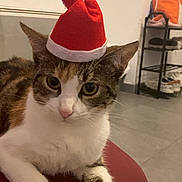 Ontary a rejoint le concours — aidez-le/la à gagner de superbes lots ! animal, architecture, building, cap, cat, chair, clothing, couch, face, furniture, hat, head, indoors, interiordesign, livingroom, person, pet, photography, portrait, room