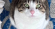 Tubby is registered to the contest to win money with this photo: animal, cat, closeup, curious, cute, domestic_cat, ears, feline, floor, green_eyes, indoor, looking_up, patterned_rug, pet, pink_nose, rug, sitting, tabby, whiskers, white
