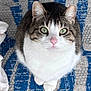 cat, tabby, white, green_eyes, pink_nose, sitting, curious, indoor, rug, patterned_rug, feline, pet, whiskers, ears, closeup, looking_up, floor, domestic_cat, cute, animal