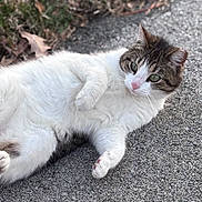 Tubby joined the competition — help win amazing prizes! cat, animal, outdoor, grass, gravel, white_fur, tabby, pet, lying_down, relaxed, curious, green_eyes, nature, daylight, mammal, whiskers, paws, fur, close_up, ground