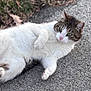 cat, animal, outdoor, grass, gravel, white_fur, tabby, pet, lying_down, relaxed, curious, green_eyes, nature, daylight, mammal, whiskers, paws, fur, close_up, ground