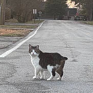 Tubby joined the competition — help win amazing prizes! alone, animal, bobbed_tail, car, cat, curious, nature, outdoor, pavement, pet, quiet, residential, road, sidewalk, sign, street, suburban, sunset, trees, walking