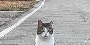 Tubby is registered to the contest to win money with this photo: cat, animal, road, street, suburban, quiet, dusk, tree, grass, sidewalk, sign, outdoor, nature, pet, feline, calm, sitting, gray, white, fur