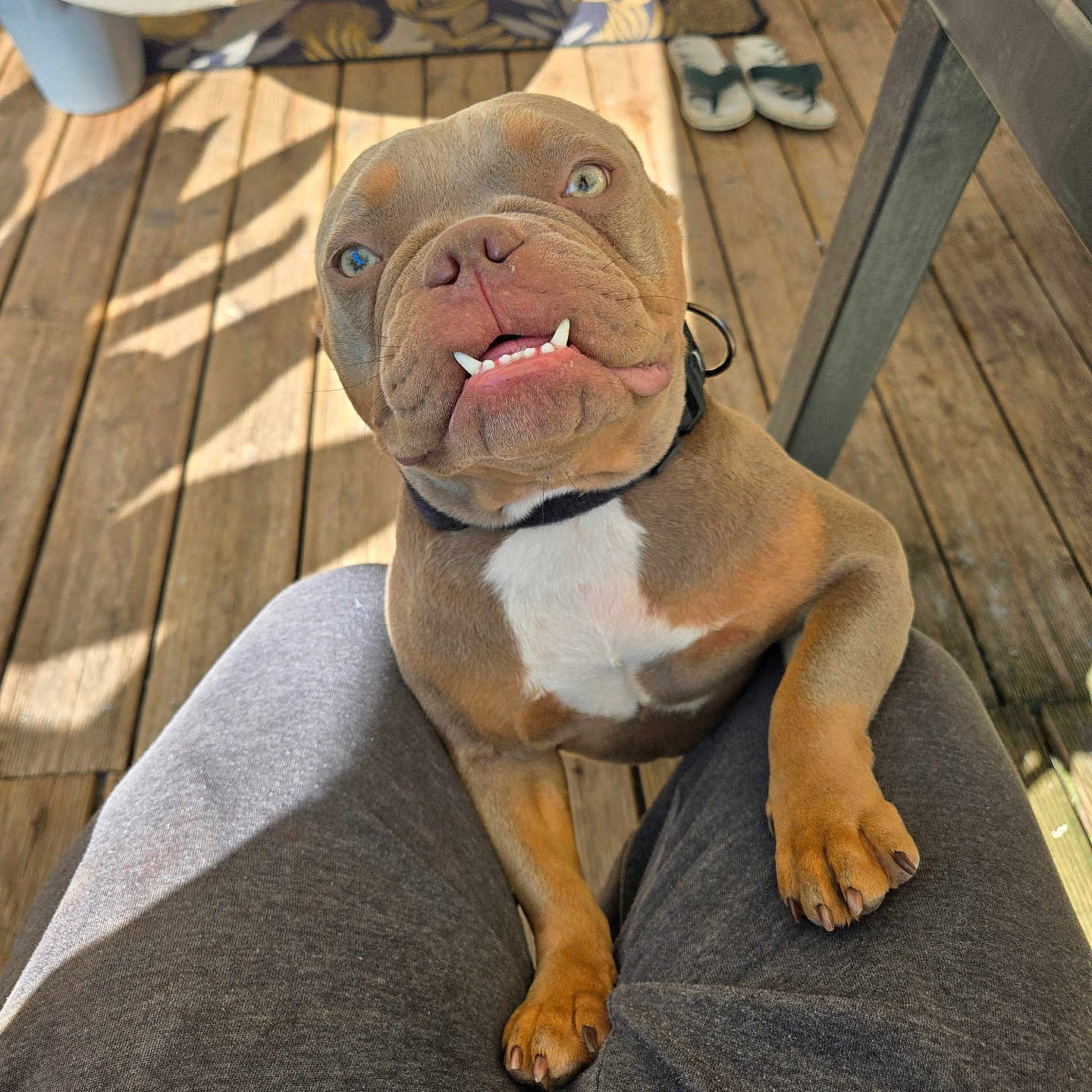 Kay-Lee a rejoint le concours — aidez-le/la à gagner de superbes lots ! adult, animal, architecture, boxer, bulldog, canine, clothing, dog, footwear, frenchbulldog, hardwood, male, man, pants, person, pet, pitbull, puppy, shoe, wood