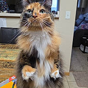 Mimzy is registered to the contest to win money with this photo: background_cat, cat, counter, cozy, curious, domestic_animal, fluffy, furniture, gray_cat, green_eyes, home, indoor, lighting, multicolored, pet, standing, table, whiskers, window, wooden_table