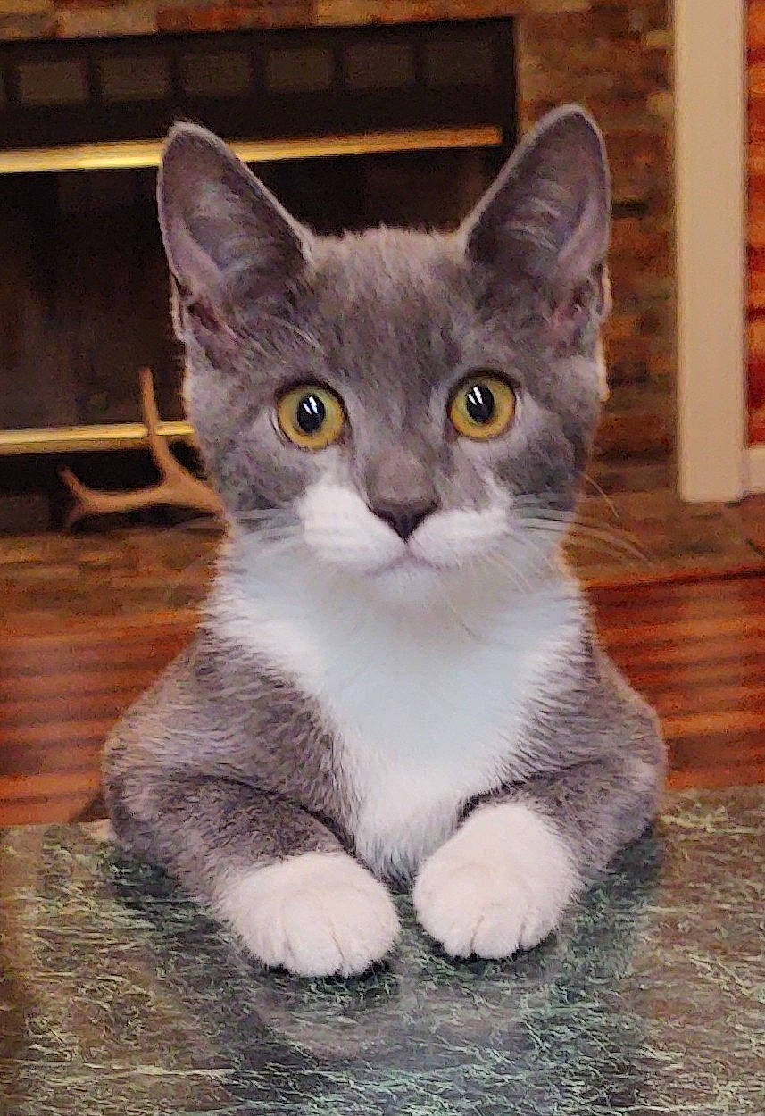 Little Bit is registered to the contest to win money with this photo: carnivore, cat, domestic_short_haired_cat, felidae, fur, grey, hardwood, paw, sitting, small_to_medium_sized_cats, snout, tail, whiskers, window, wood