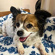 Lola is registered to the contest to win money with this photo: animal, bed, blanket, companion, cozy, cute, cute_pet, dog, domestic_animal, ears, friendly, fur, happy, indoor, lying_down, pet, relaxed, small_dog, smiling, tongue_out