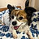 Lola