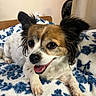 animal, bed, blanket, companion, cozy, cute, cute_pet, dog, domestic_animal, ears, friendly, fur, happy, indoor, lying_down, pet, relaxed, small_dog, smiling, tongue_out