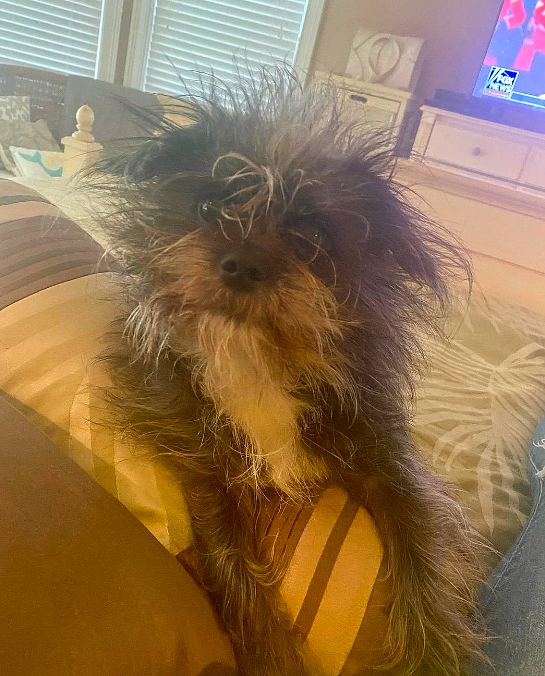 Dyna joined the competition — help win amazing prizes! canidae, carnivore, companion_dog, couch, dog, dog_breed, flooring, fur, hardwood, liver, small_terrier, snout, tail, television, terrier, tints_and_shades, toy_dog, whiskers, windshield, working_animal