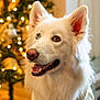 Ellie joined the competition — help win amazing prizes! dog, white_dog, heterochromia, blue_eye, brown_eye, sweater, christmas_tree, holiday, festive, lights, indoors, pet, canine, smiling, portrait, warm_lighting, cozy, happy, fur, decorations
