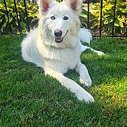 Ellie joined the competition — help win amazing prizes! dog, white_dog, heterochromia, grass, garden, flowers, purple_flowers, black_fence, outdoor, sunny, pet, canine, animal, relaxing, lying_down, nature, greenery, summer, happy, portrait