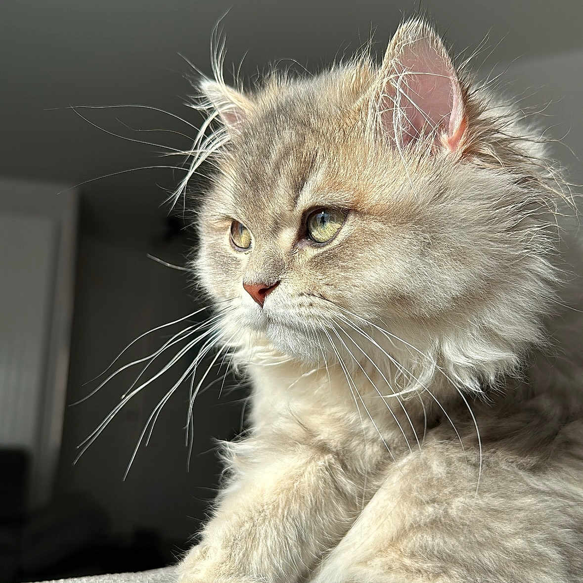 Ulk a rejoint le concours — aidez-le/la à gagner de superbes lots ! animal, cat, closeup, cute, domestic, ears, feline, fluffy, fur, indoor, light, nose, pet, portrait, relaxed, side_view, soft, texture, whiskers, young