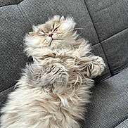 Ulk a rejoint le concours — aidez-le/la à gagner de superbes lots ! adorable, animal, cat, cozy, cute, domestic_cat, fluffy, fur, furry, gray_couch, indoor, mammal, nap, paws, pet, relaxed, resting, sleeping, soft, whiskers