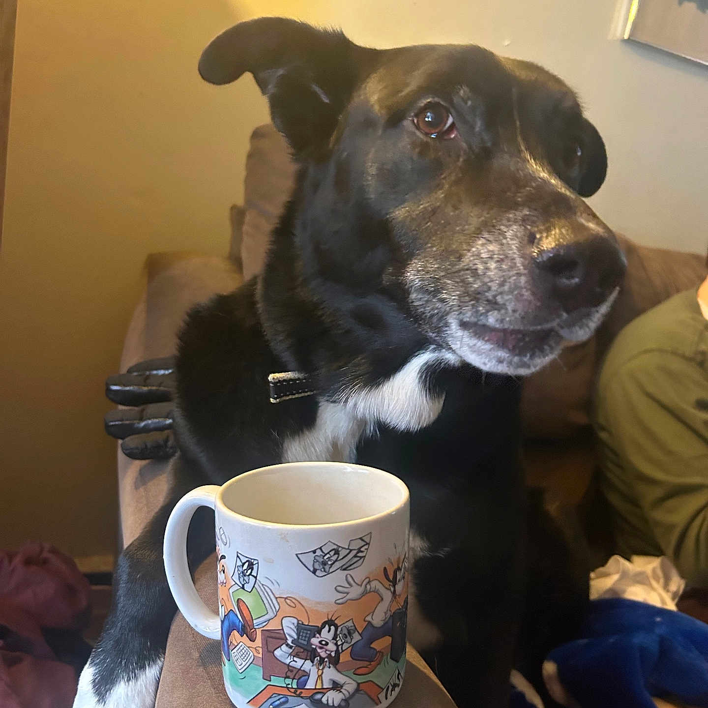 Shadow joined the competition — help win amazing prizes! animal, black_dog, blanket, cartoon_mug, collar, companion, couch, cozy, dog, domestic, fur, furniture, indoor, living_room, mug, person_partial, pet, relaxed, side_view, white_paw