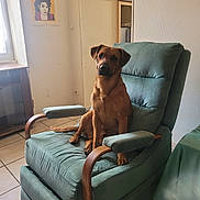 Seven a rejoint le concours — aidez-le/la à gagner de superbes lots ! dog, armchair, green_chair, indoor, tiled_floor, window, portrait, wall_art, brown_dog, pet, furniture, relaxing, seated, cozy_room, light, home_interior, curtains, wooden_armrest, looking, floor