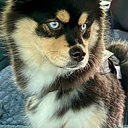 Arés a rejoint le concours — aidez-le/la à gagner de superbes lots ! dog, blue_eyes, fluffy, car_interior, seat, window, fur, pet, animal, canine, attentive, indoors, portrait, side_view, looking_away, black_and_tan, companion, domestic_animal, seat_cover, harness