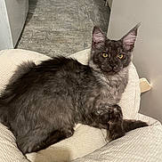 Bakou participe au concours pour gagner de l'argent avec cette photo : cat, maine_coon, gray_fur, fluffy, long_hair, yellow_eyes, ears, whiskers, pet, animal, feline, sitting, lounging, chair, cushion, indoor, home, hallway, portrait, relaxed