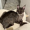 cat, maine_coon, gray_fur, fluffy, long_hair, yellow_eyes, ears, whiskers, pet, animal, feline, sitting, lounging, chair, cushion, indoor, home, hallway, portrait, relaxed