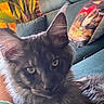 Bakou participe au concours pour gagner de l'argent avec cette photo : cat, black_cat, fluffy, longhaired, feline, pet, animal, green_eyes, lying_down, close_up, portrait, indoors, couch, blanket, cushion, houseplant, cozy, fur, whiskers, relaxed