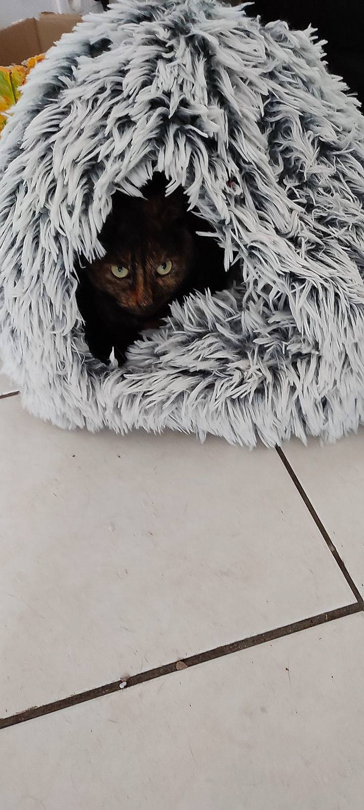 Chat participe au concours pour gagner de l'argent avec cette photo : bird_of_prey, canidae, carnivore, cat_bed, dog_breed, feather, felidae, freezing, fur, hat, linens, small_to_medium_sized_cats, snout, sporting_group, tail, terrestrial_animal, toy, twig, whiskers, wildlife