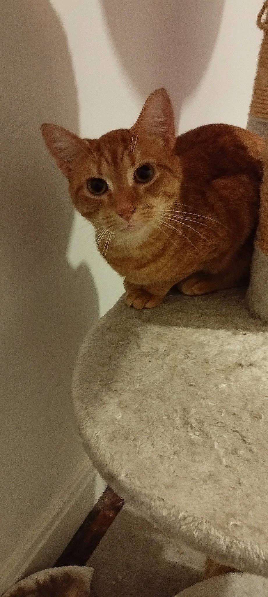 Chat a rejoint le concours — aidez-le/la à gagner de superbes lots ! art, artifact, carnivore, cat, cat_supply, domestic_short_haired_cat, drum, fawn, felidae, fur, musical_instrument, pet_supply, small_to_medium_sized_cats, snout, tail, terrestrial_animal, whiskers, window, wood