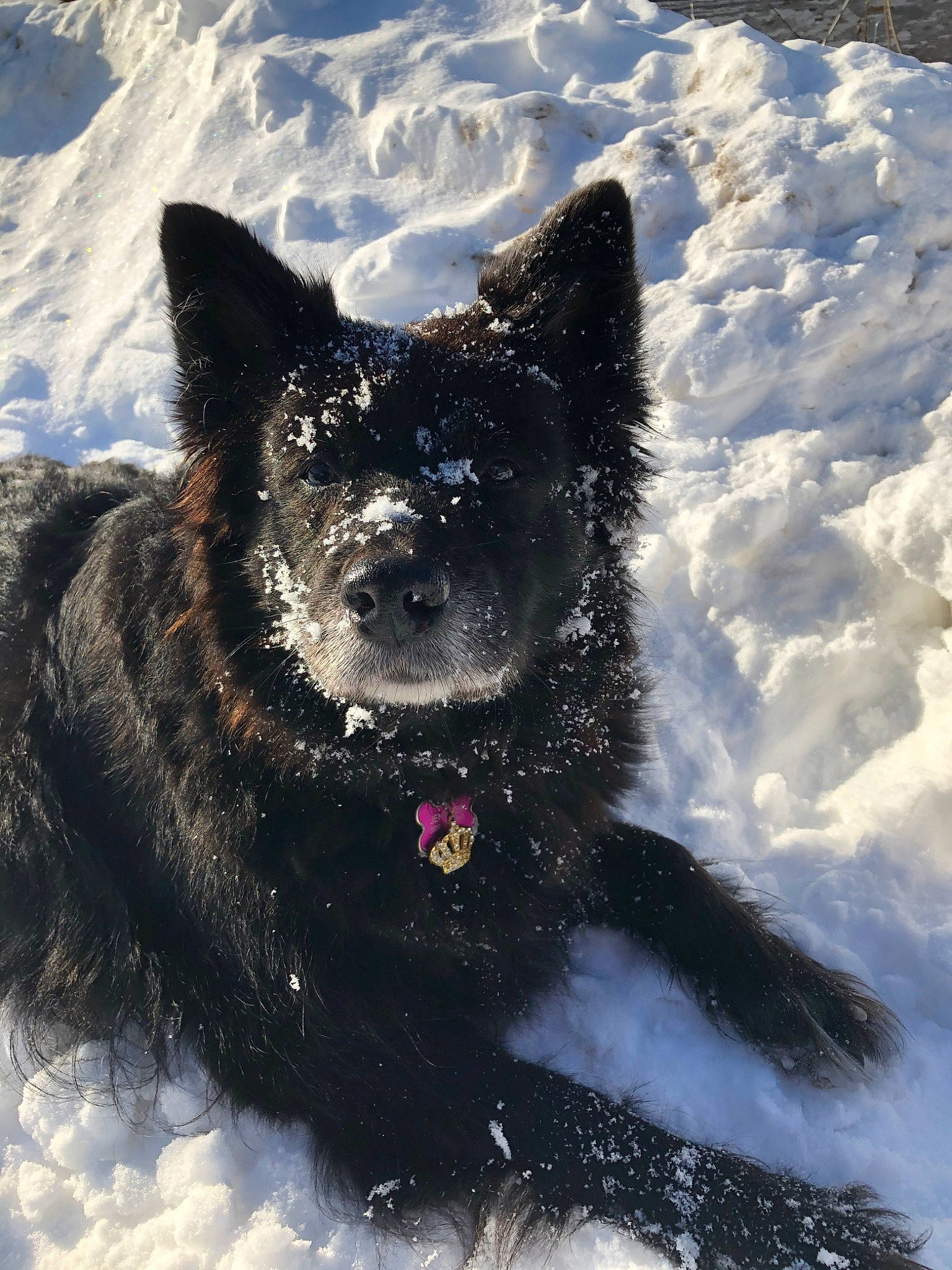 Shasta joined the competition — help win amazing prizes! black_norwegian_elkhound, bohemian_shepherd, canidae, carnivore, dog, dog_breed, greenland_dog, kai_ken, lapponian_herder, mammal, norwegian_elkhound, rare_breed_dog, sakhalin_husky, schipperke, snow, sporting_group, vertebrate, winter