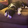 Bella joined the competition — help win amazing prizes! dog, sleeping, couch, brown_couch, black_and_white_dog, pet, indoor, relaxing, resting, fur, paw, human_arm, casual, comfort, leisure, domestic, animal, quiet, home, companion