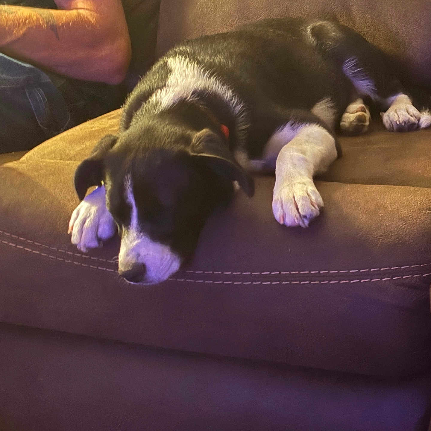 Bella