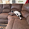 dog, sleeping, couch, brown_couch, living_room, pillow, wall_art, plaque, decor, indoor, relaxing, pet, black_and_white_dog, fur, comfortable, resting, home, blanket, floor_rug, cozy
