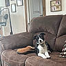Bella joined the competition — help win amazing prizes! dog, puppy, couch, slipper, indoor, living_room, brown, black_and_white, pet, furniture, wall, door, photoframe, exercise_bike, floor, comfort, relaxing, head_tilt, collar, home