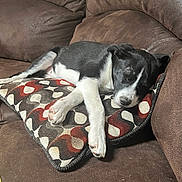 Bella is registered to the contest to win money with this photo: puppy, dog, sleeping, couch, brown_couch, pillow, patterned_pillow, black_and_white, pet, indoor, resting, cozy, fur, animal, cute, small_dog, home, relaxed, comfort, nap