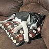 puppy, dog, sleeping, couch, brown_couch, pillow, patterned_pillow, black_and_white, pet, indoor, resting, cozy, fur, animal, cute, small_dog, home, relaxed, comfort, nap