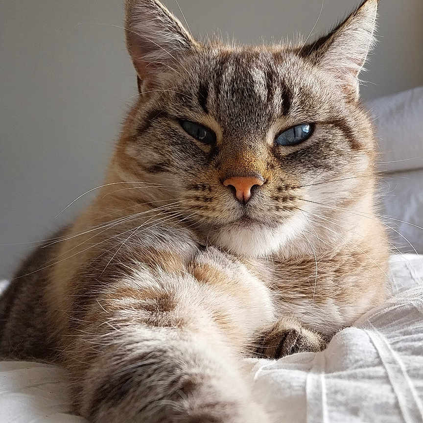 Moustache participe au concours pour gagner de l'argent avec cette photo : cat, tabby, blue_eyes, paw, stretching, bed, indoor, feline, fur, whiskers, relaxed, cute, pet, animal, cozy, close_up, resting, portrait, domestic_cat, soft_light