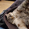 cat, pet_bed, stretching, feline, fur, whiskers, indoor, cozy, relaxed, paw, tabby, striped, home, blanket, floor, resting, cute, animal, mammal, comfort