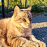 Moustache participe au concours pour gagner de l'argent avec cette photo : cat, feline, sunlight, outdoor, nature, relaxing, rocks, greenery, trees, daylight, animal, pet, mammal, fur, whiskers, peaceful, resting, closeup, summer, serene