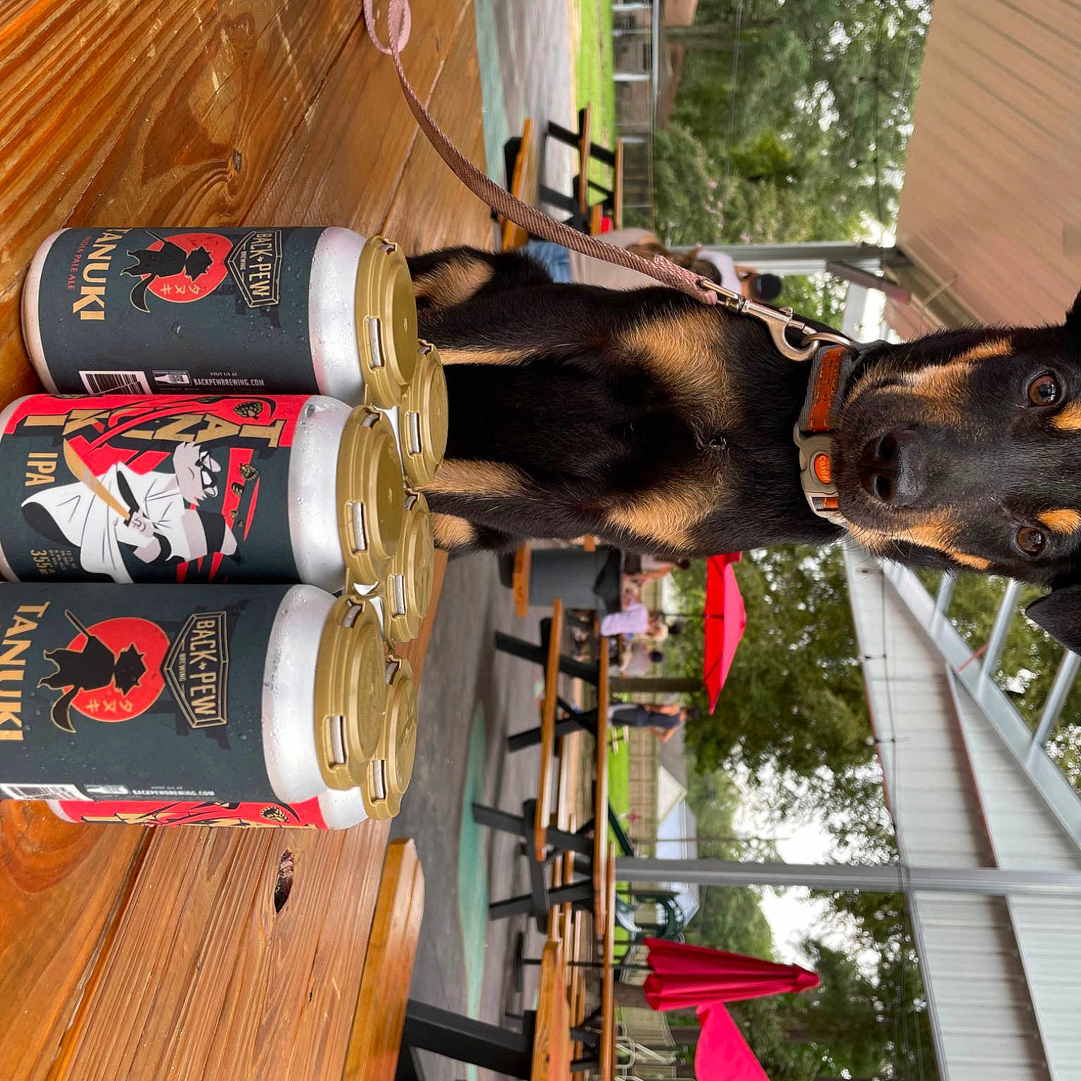Tanuki is registered to the contest to win money with this photo: beer, building, canidae, carnivore, collar, dog, dog_breed, door, fawn, hardwood, plant, snout, sporting_group, tableware, tire, tree, varnish, window, wood, working_animal