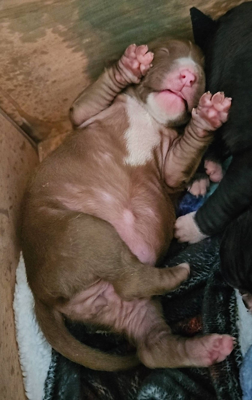 Harmony is registered to the contest to win money with this photo: canidae, comfort, companion_dog, dog_breed, fawn, flesh, fun, fur, gesture, liver, sporting_group, suidae, terrestrial_animal, thumb, working_animal, wrinkle